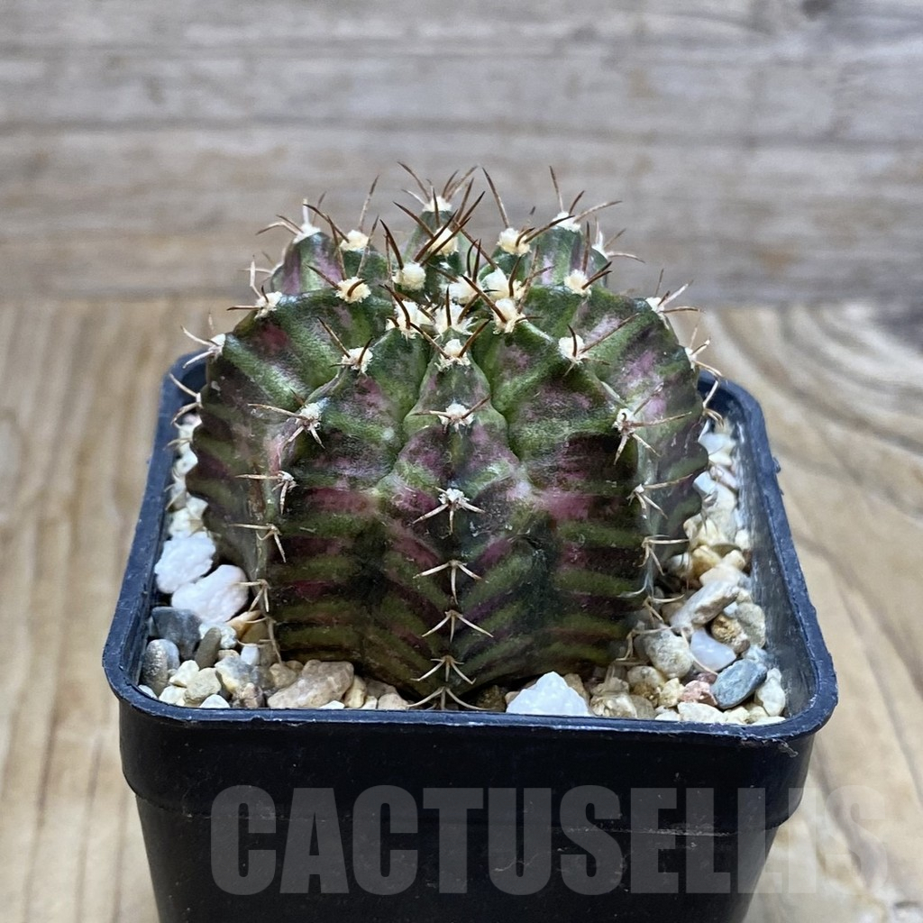 SH7367 Gymnocalycium mihanovichii ‘T-Rex’ hybrid, seedling - Image 2