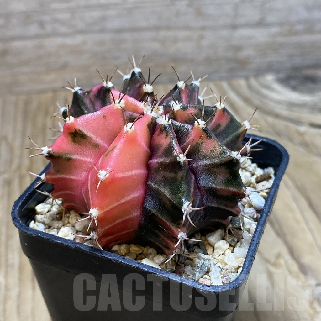 SH7372 Gymnocalycium mihanovichii f. variegata, seedling - Image 2