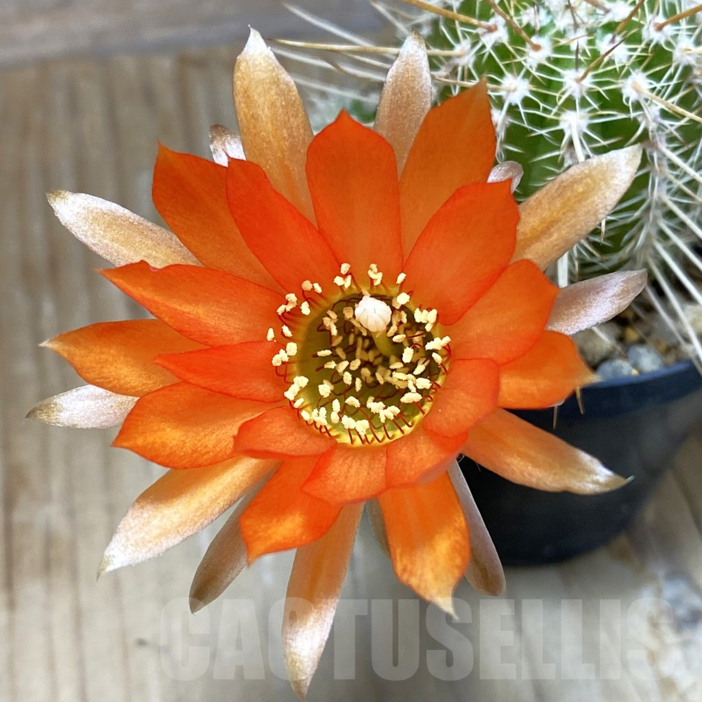 SH7312 Chamaecereus 'Cerveny' hybrid