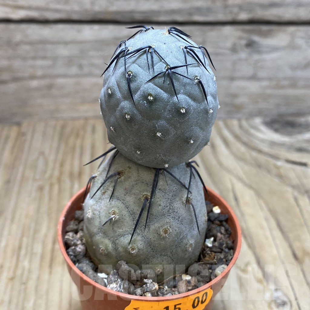 SH7318 Tephrocactus geometricus - Image 2