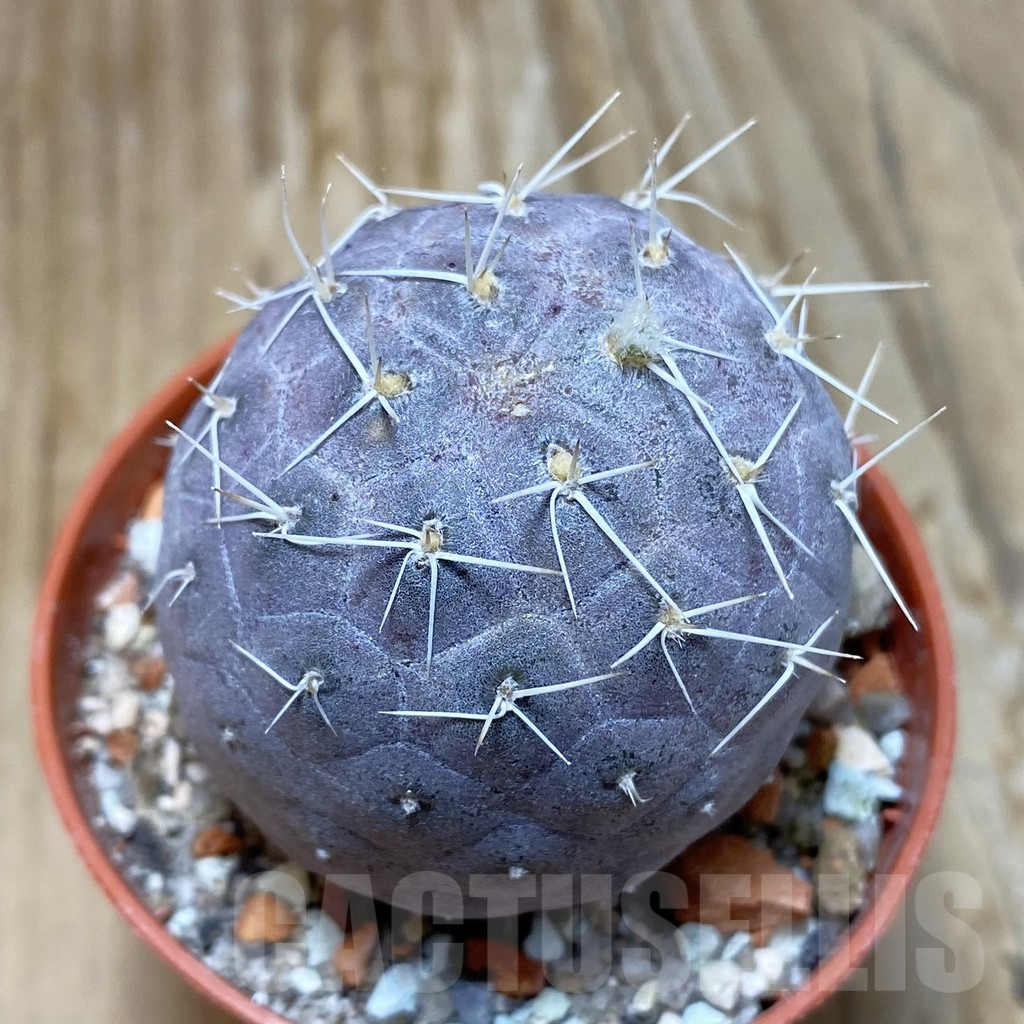 SH7319 Tephrocactus geometricus