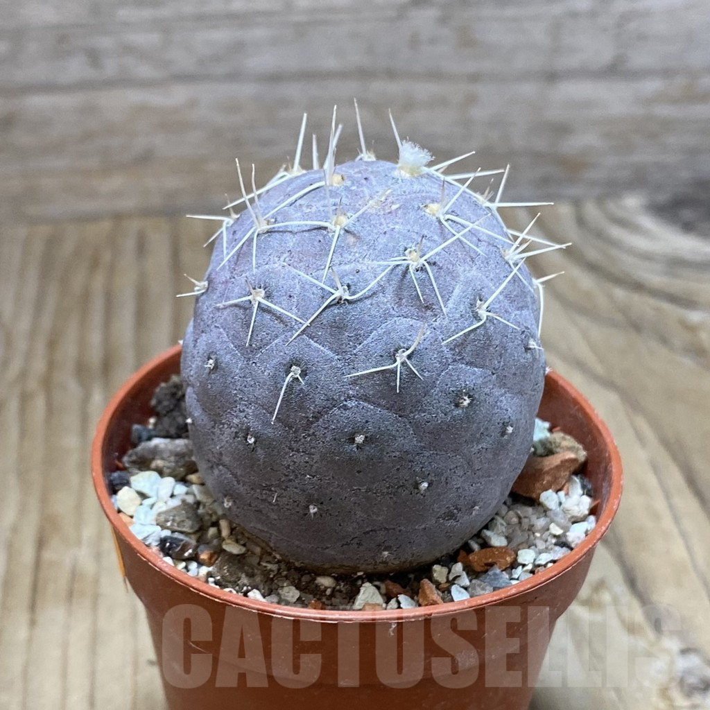 SH7319 Tephrocactus geometricus - Image 2