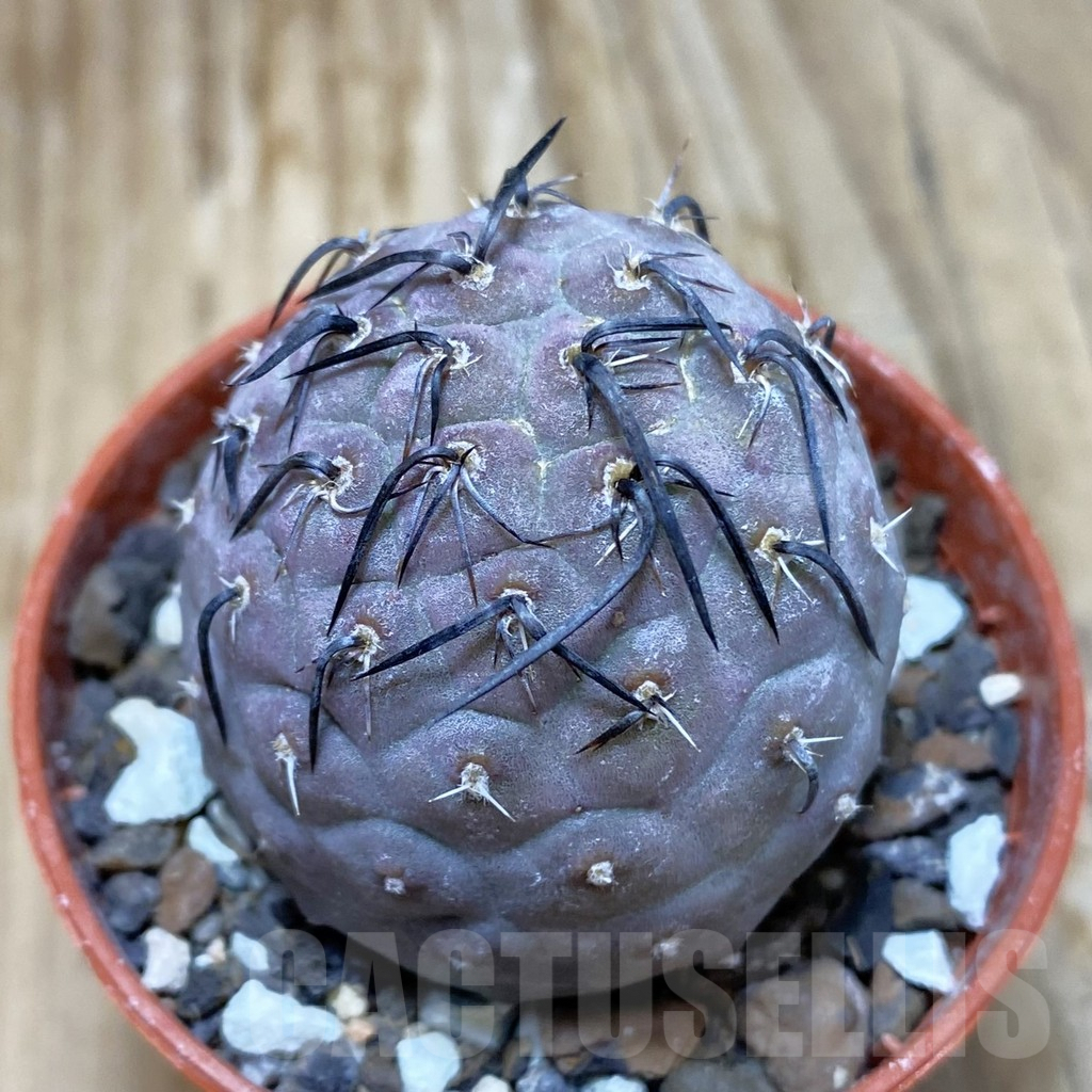 SH7321 Tephrocactus geometricus