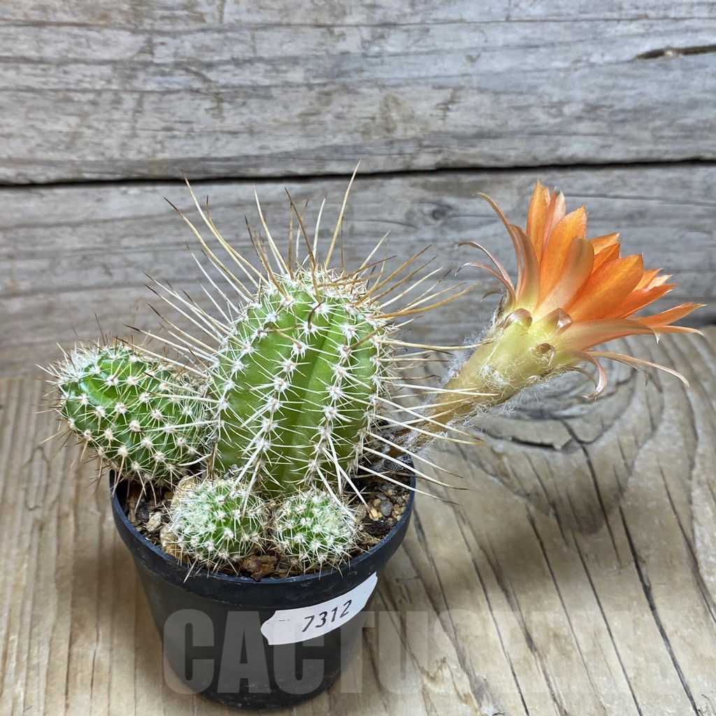 SH7312 Chamaecereus 'Cerveny' hybrid - Image 2