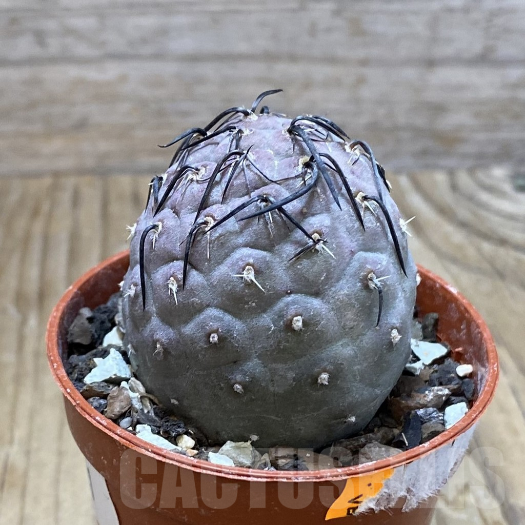SH7321 Tephrocactus geometricus - Image 2