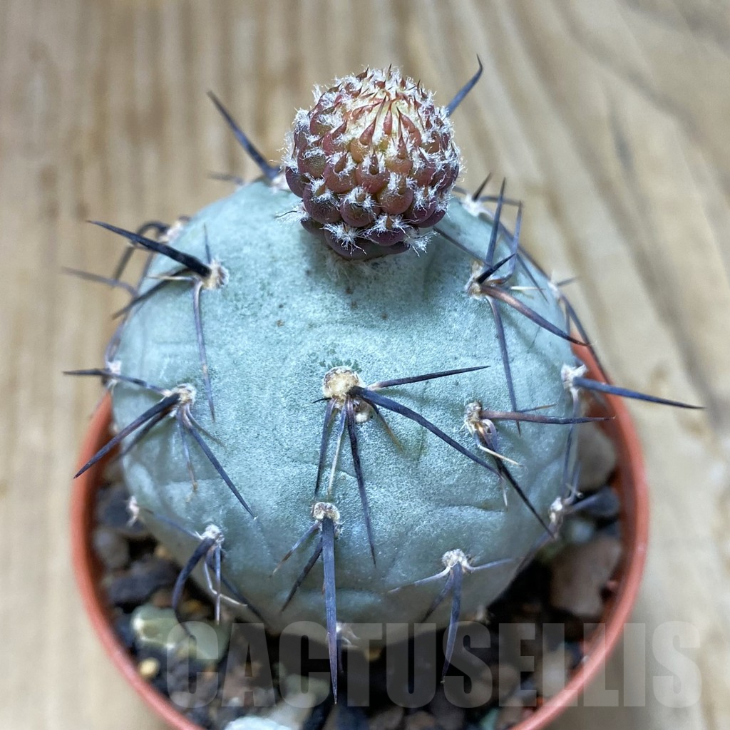 SH7324 Tephrocactus geometricus