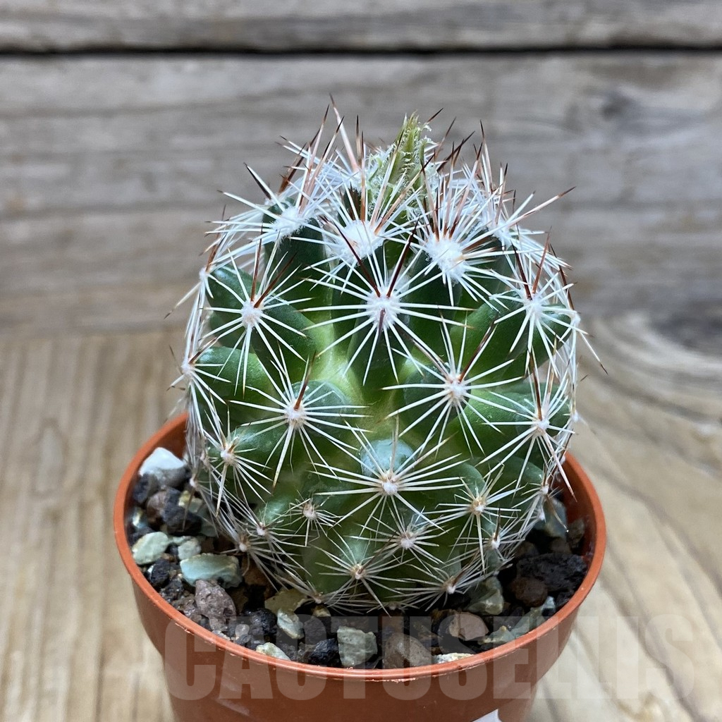 SH7313 Coryphantha vivipara SB 129 - Image 2