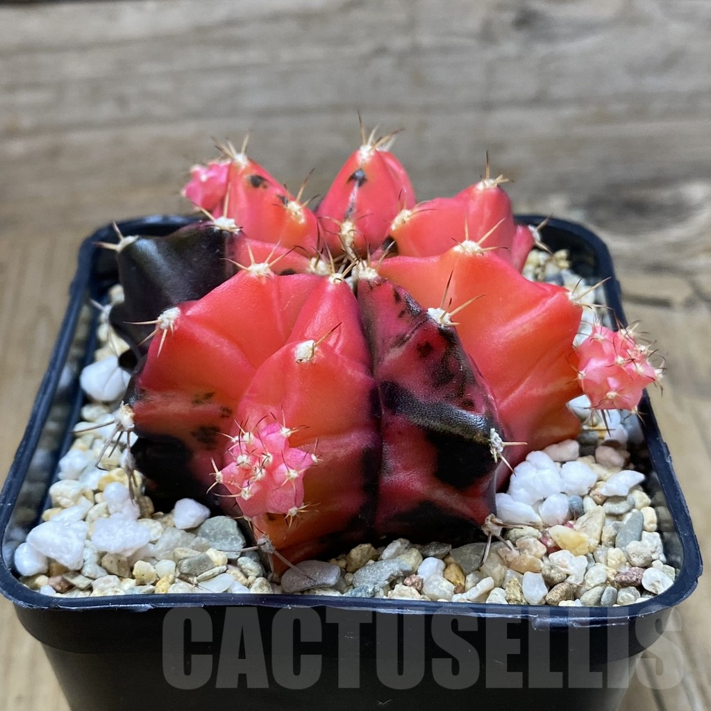 SH7334 Gymnocalycium mihanovichii f. variegata, seedling - Image 2