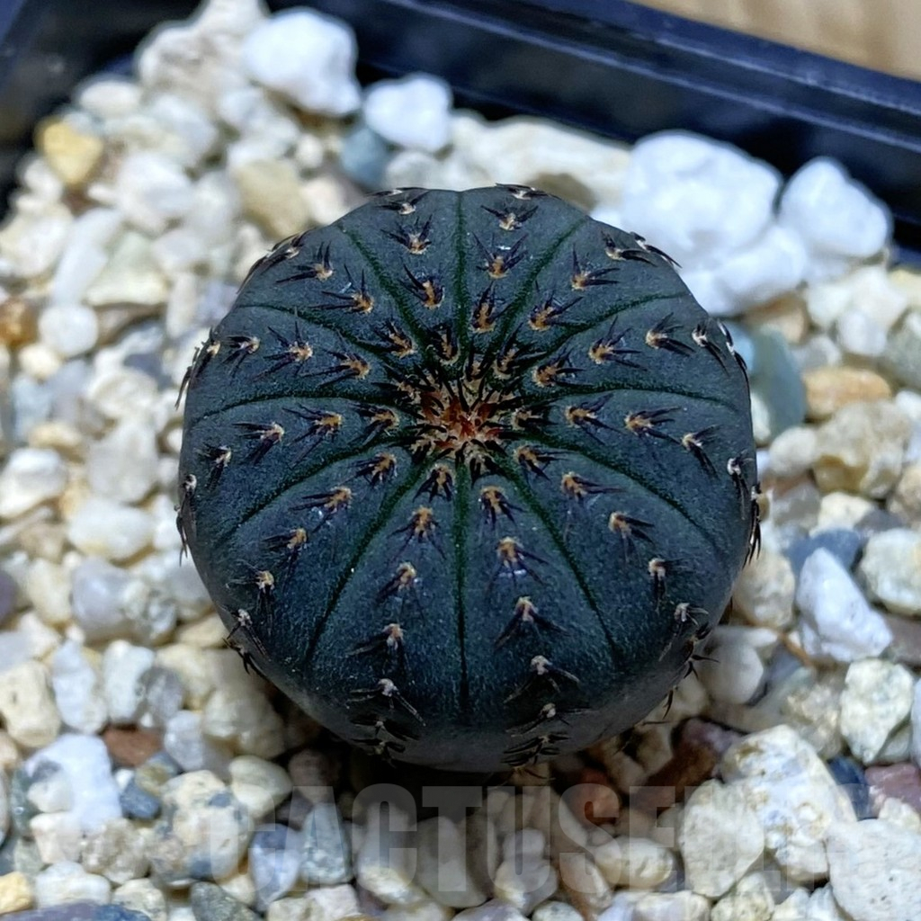 SH7338 Frailea asterioides