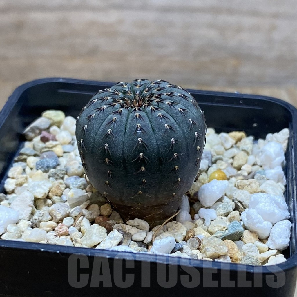 SH7338 Frailea asterioides - Image 2