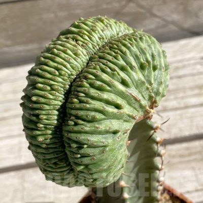 SH7419 Euphorbia obesa ‘Malik’ f. cristata, grafted