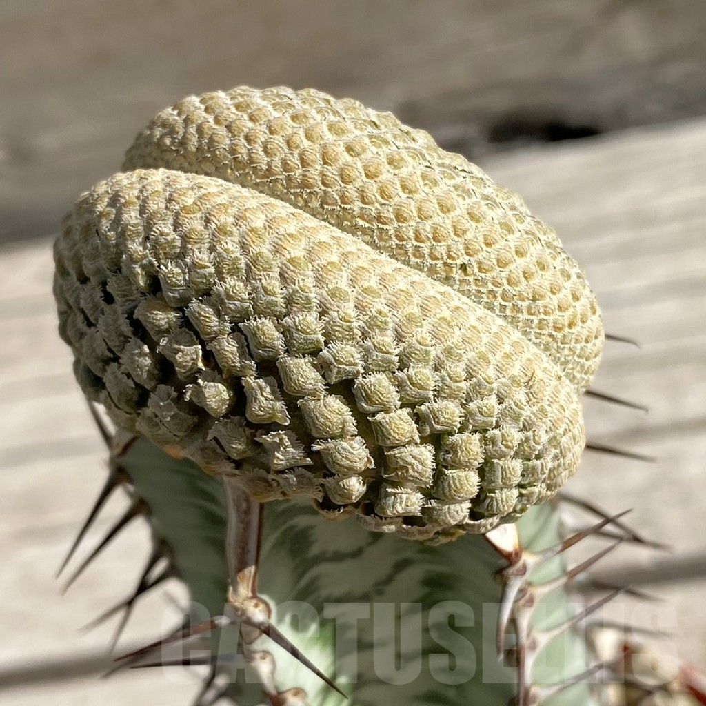 SH7421 Euphorbia piscidermis f. cristata, grafted