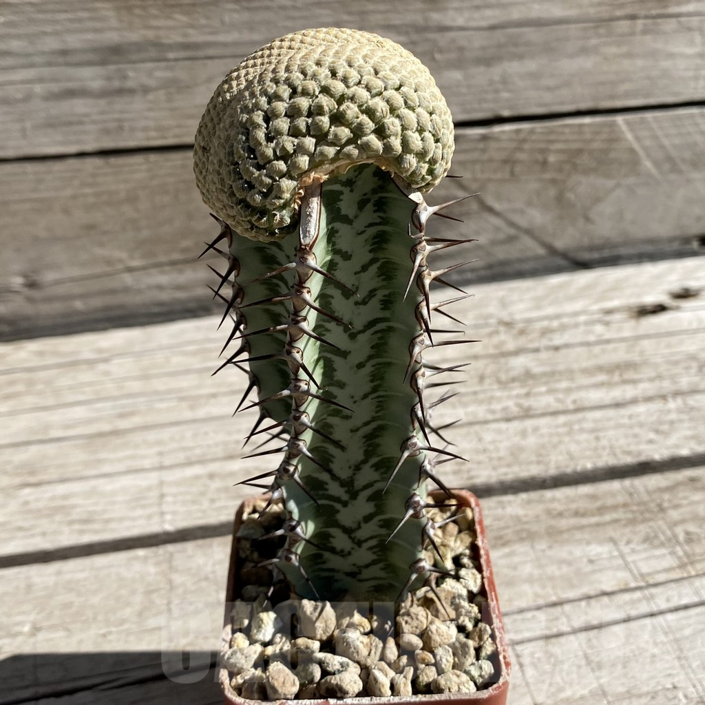 SH7421 Euphorbia piscidermis f. cristata, grafted - Image 2