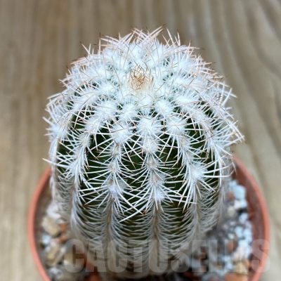 SH7379 Echinocereus reichenbachii SH