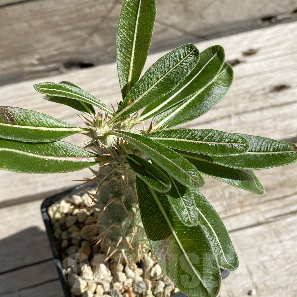 SH7430 Pachypodium rosulatum