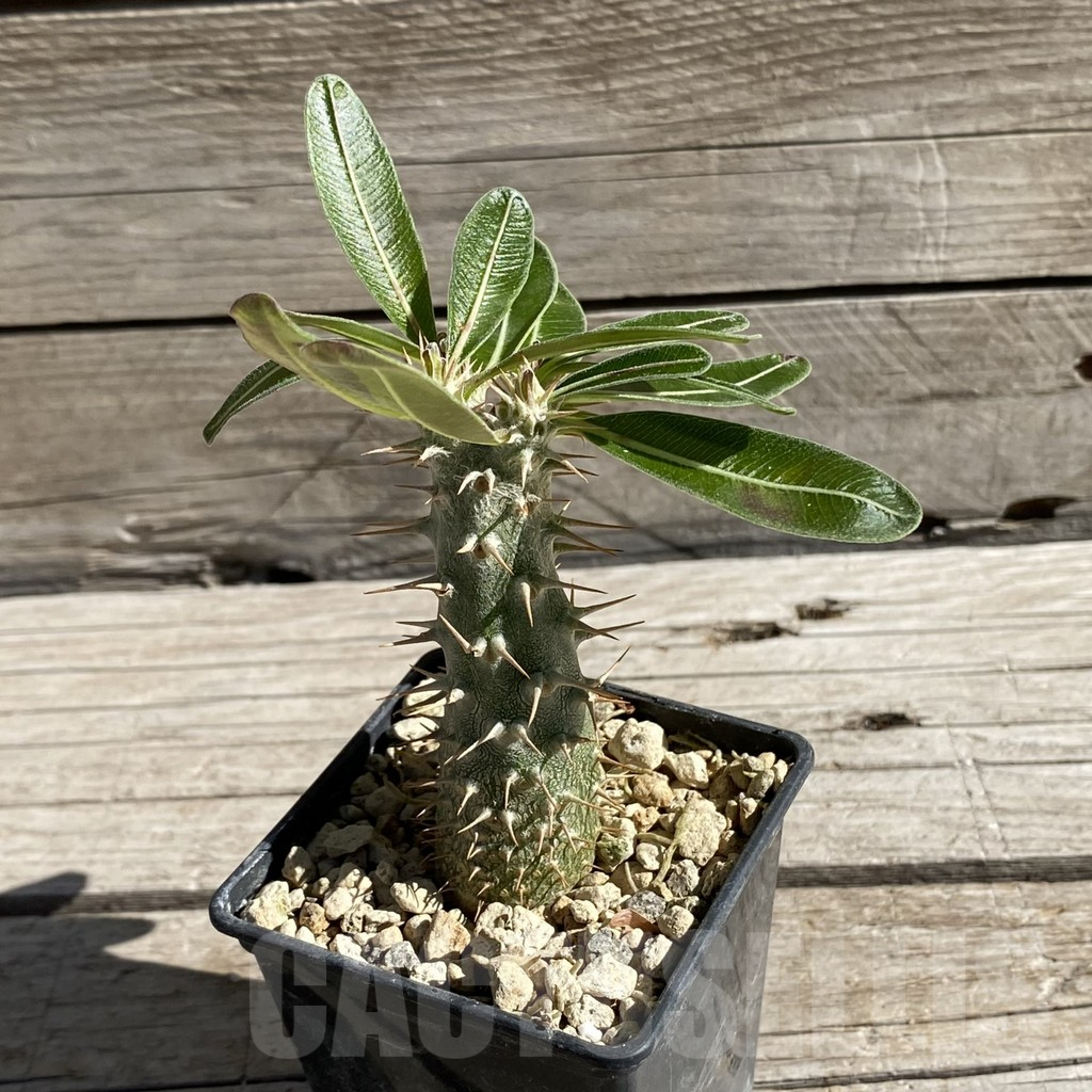SH7430 Pachypodium rosulatum - Image 2