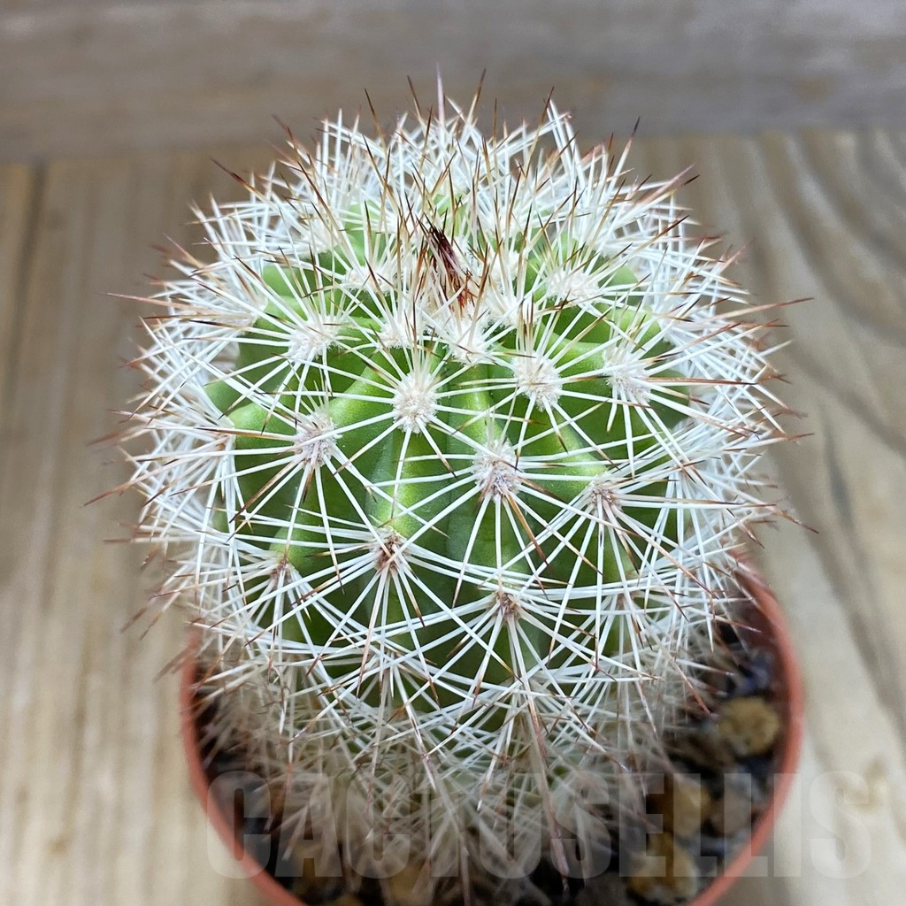 SH7380 Echinocereus dasyacanthus