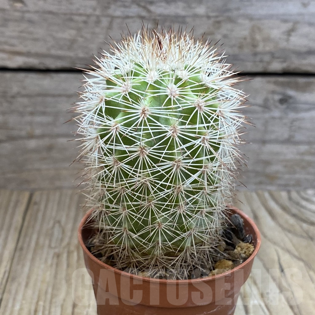 SH7380 Echinocereus dasyacanthus - Image 2