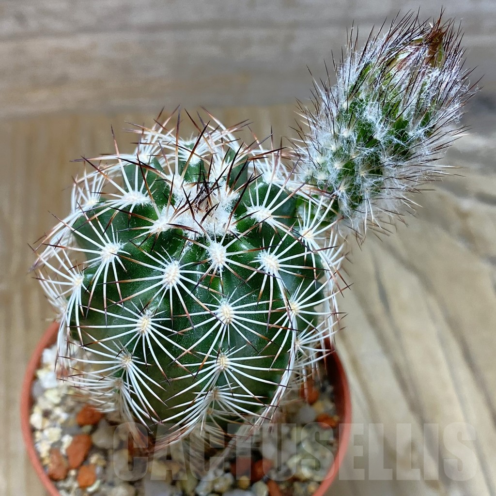 SH7382 Echinocereus purpureus