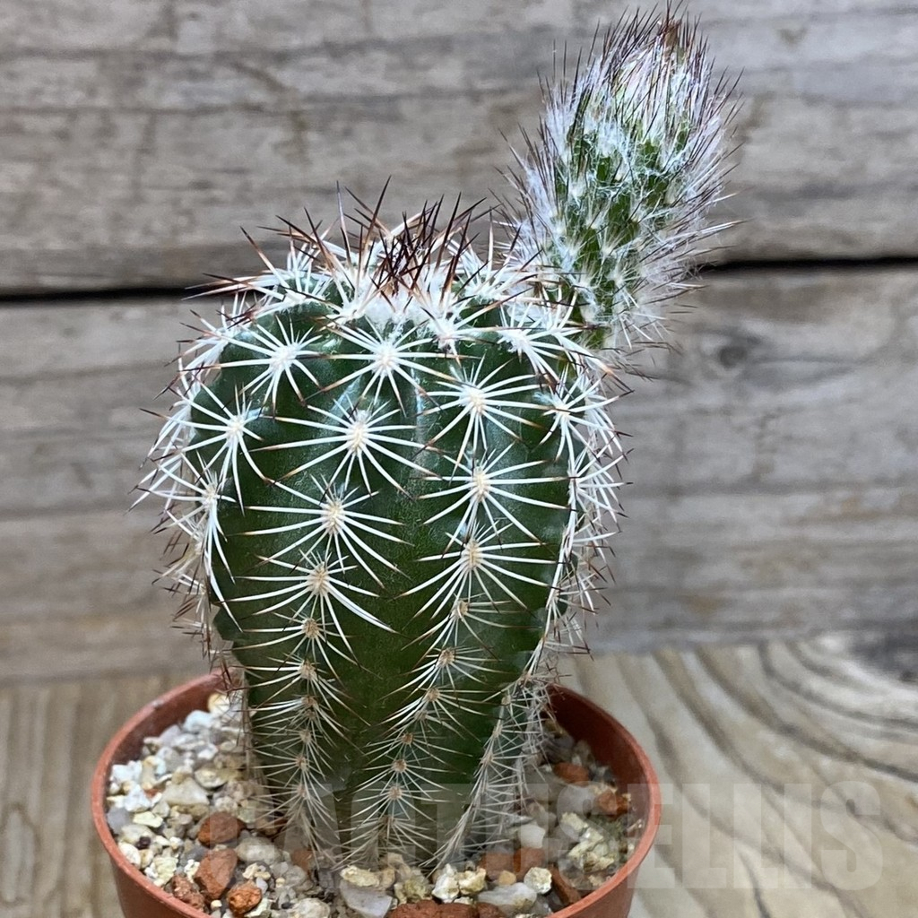 SH7382 Echinocereus purpureus - Image 2