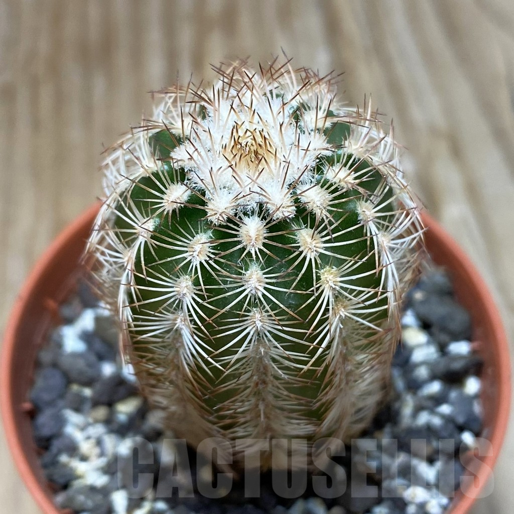 SH7385 Echinocereus oklahomensis HK 1844