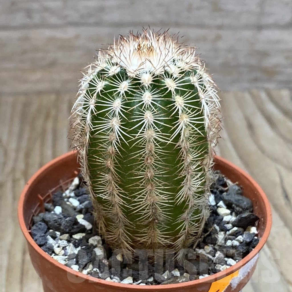 SH7385 Echinocereus oklahomensis HK 1844 - Image 2