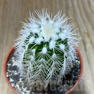 SH7386 Echinocereus baileyi v. albispinus