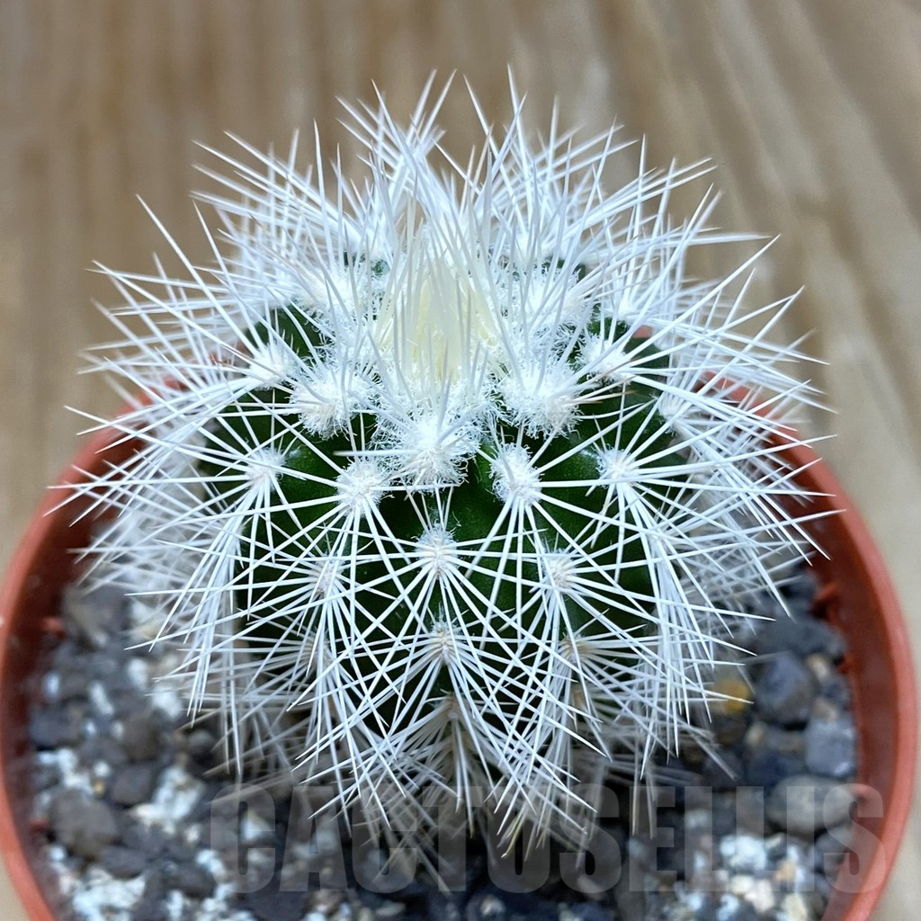SH7387 Echinocereus baileyi v. albispinus