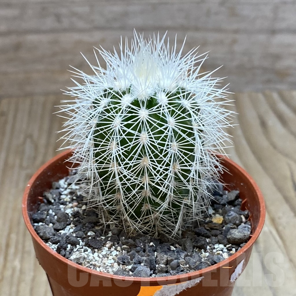 SH7387 Echinocereus baileyi v. albispinus - Image 2