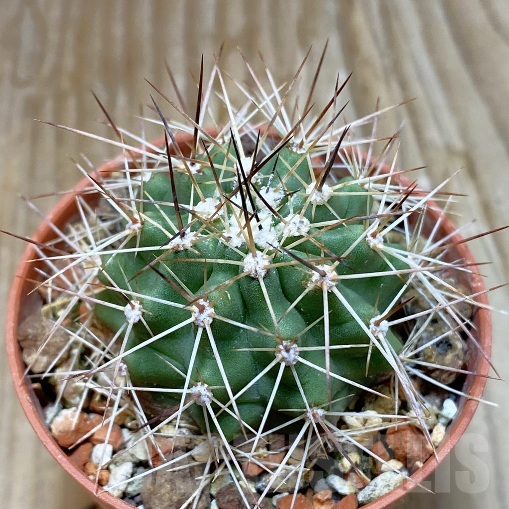 SH7388 Echinocereus triglochidiatus HK 374