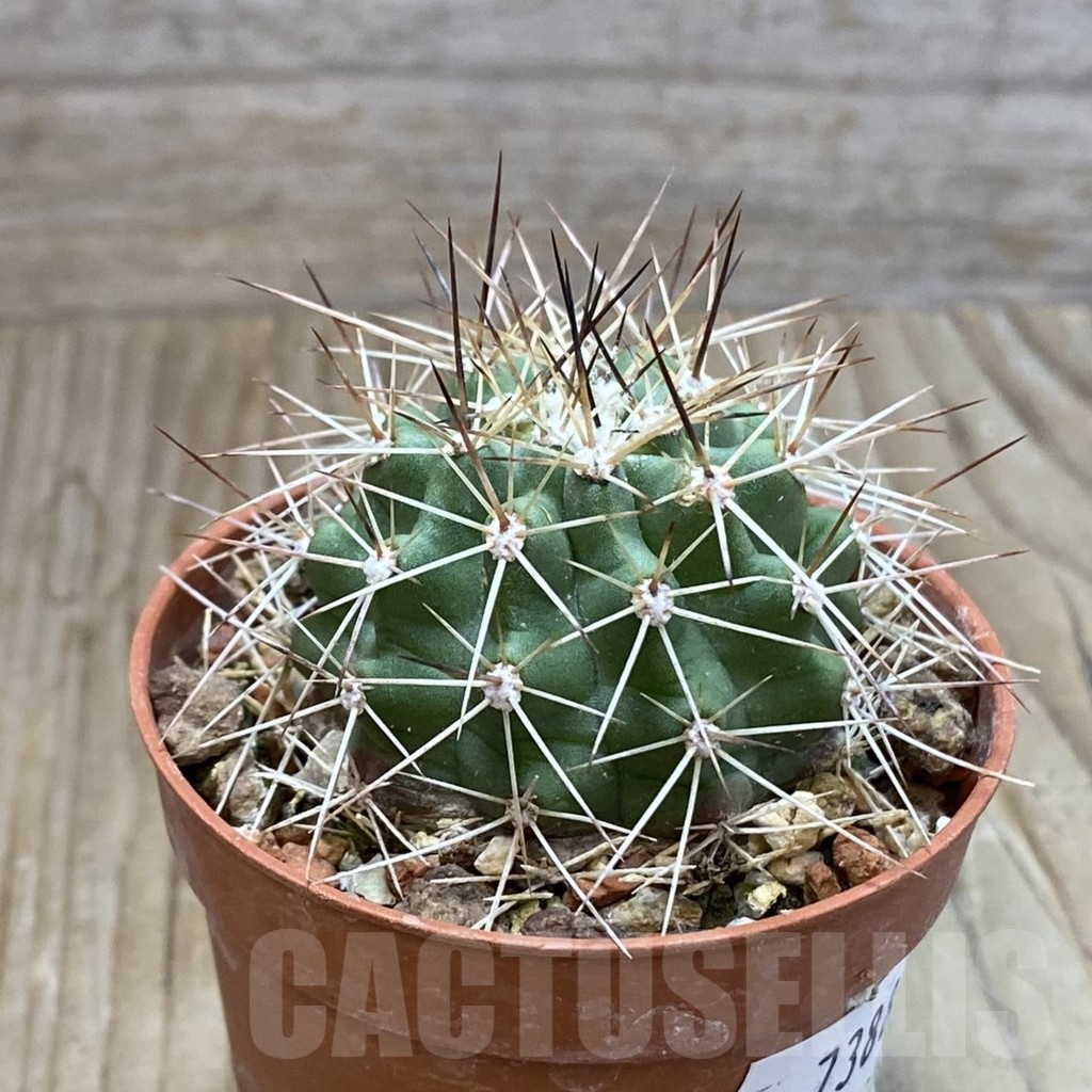 SH7388 Echinocereus triglochidiatus HK 374 - Image 2
