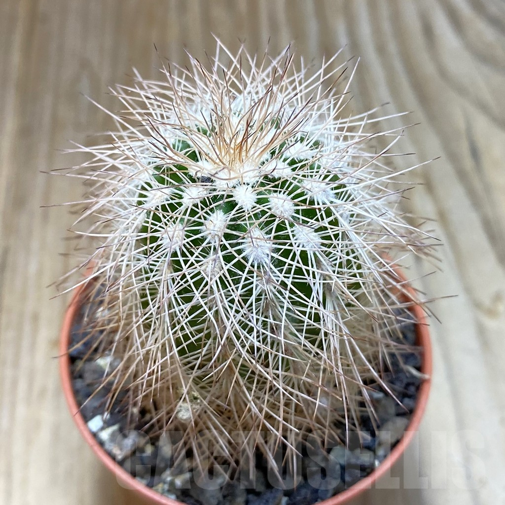 SH7391 Echinocereus baileyi DJF 1327