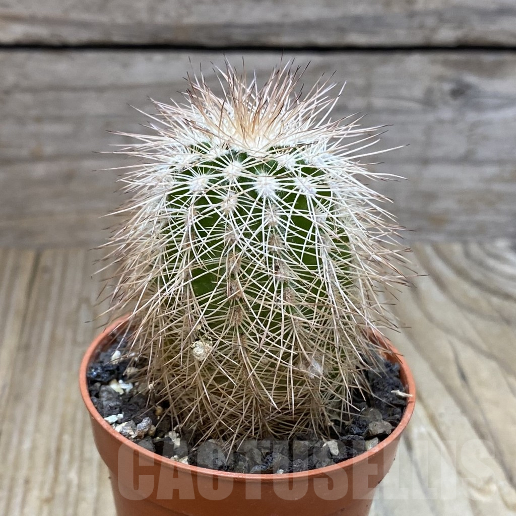 SH7391 Echinocereus baileyi DJF 1327 - Image 2