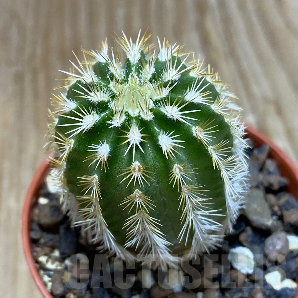 SH7394 Echinocereus viridiflorus