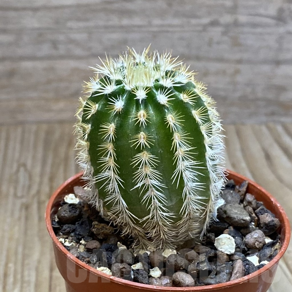 SH7394 Echinocereus viridiflorus - Image 2