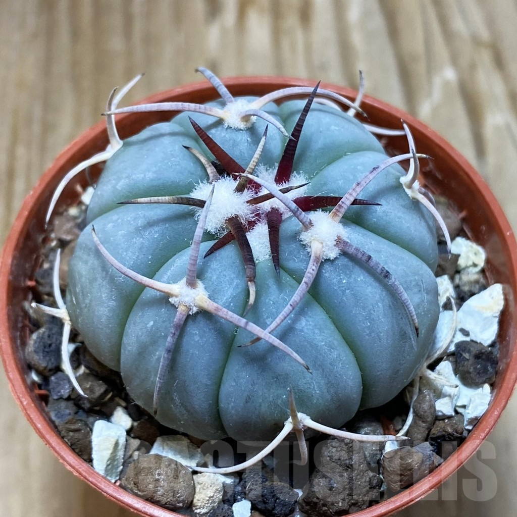 SH7397 Echinocactus horizonthalonius MR 21