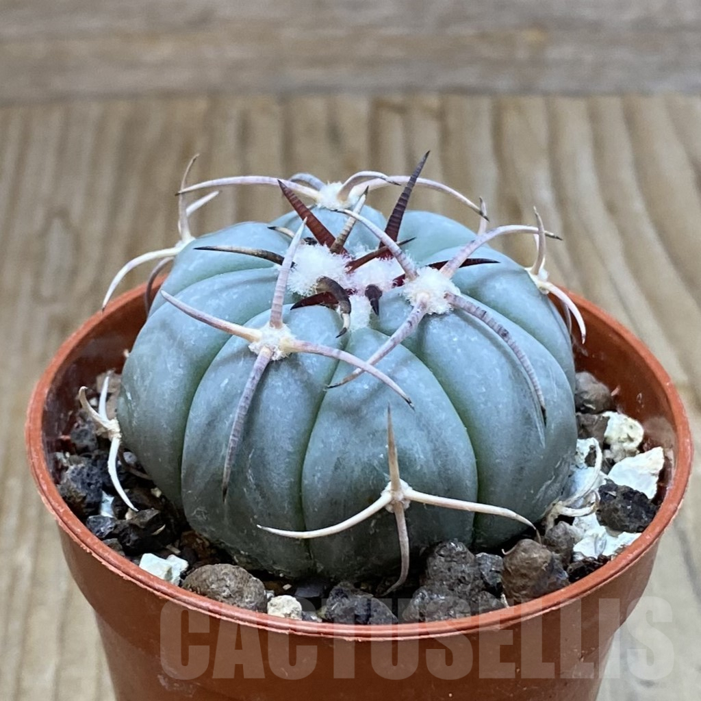 SH7397 Echinocactus horizonthalonius MR 21 - Image 2