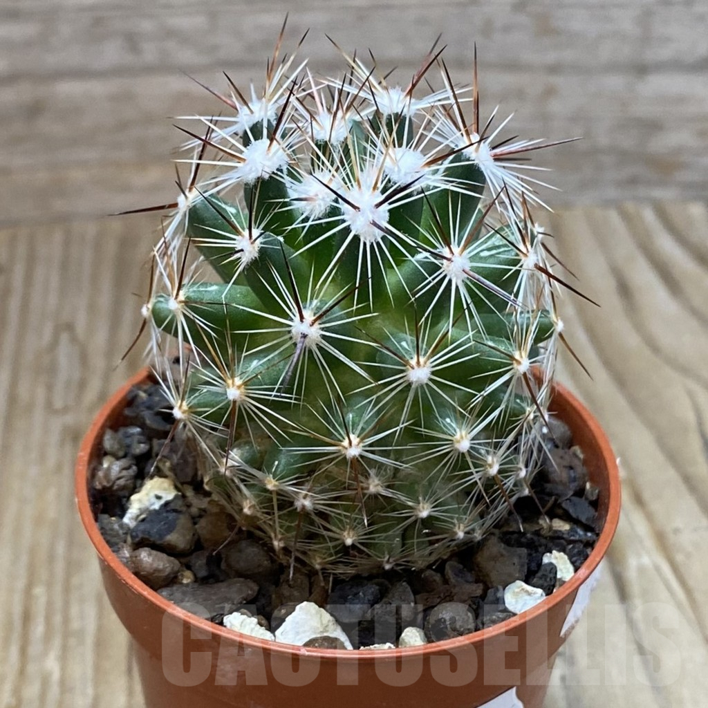 SH7400 Coryphantha vivipara SB 129 - Image 2