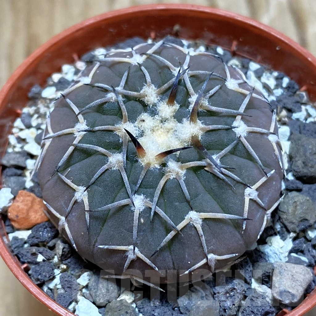 SH7401 Gymnocalycium asterium v. paucispinum