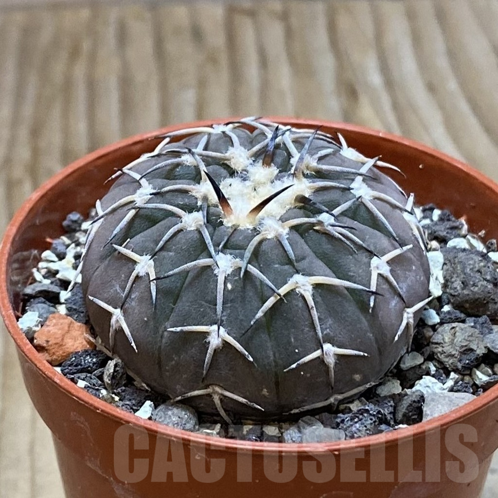 SH7401 Gymnocalycium asterium v. paucispinum - Image 2