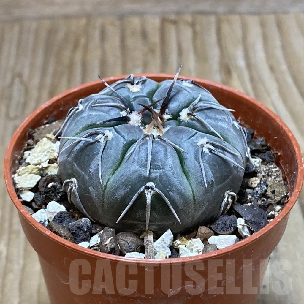SH7403 Gymnocalycium berchtii VS 161 -Chanares, San Luis- - Image 2