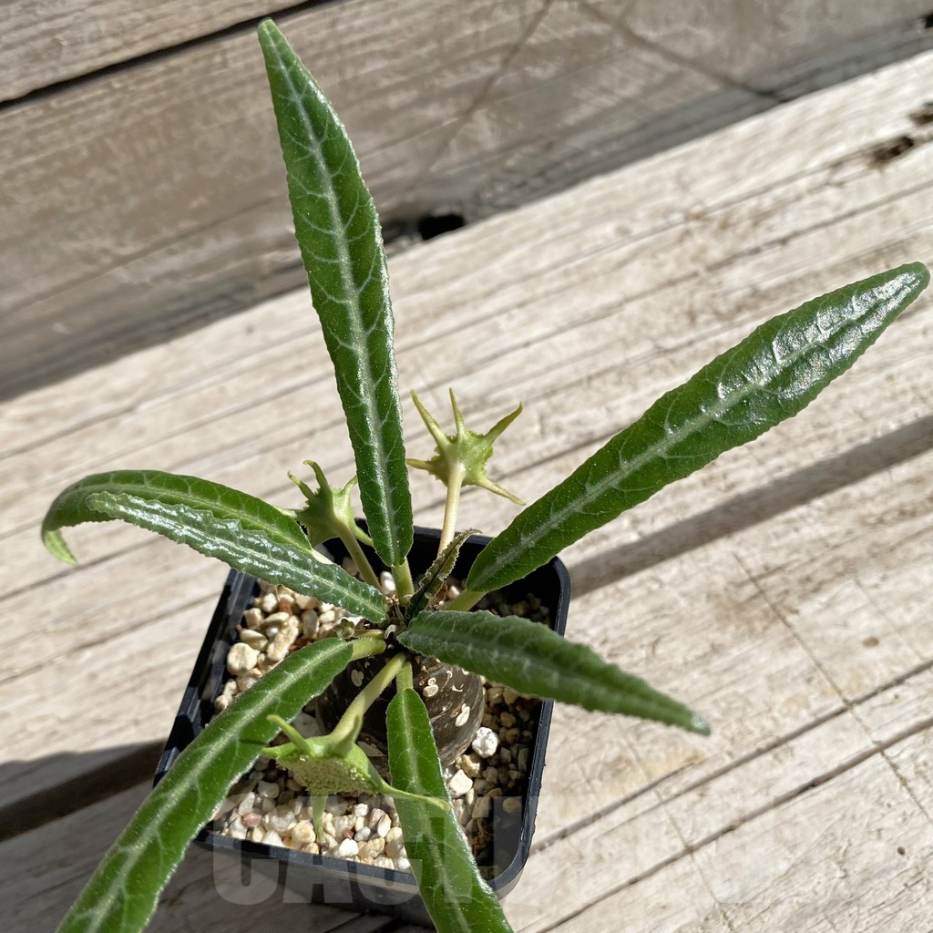 SH7531 Dorstenia lancifolia