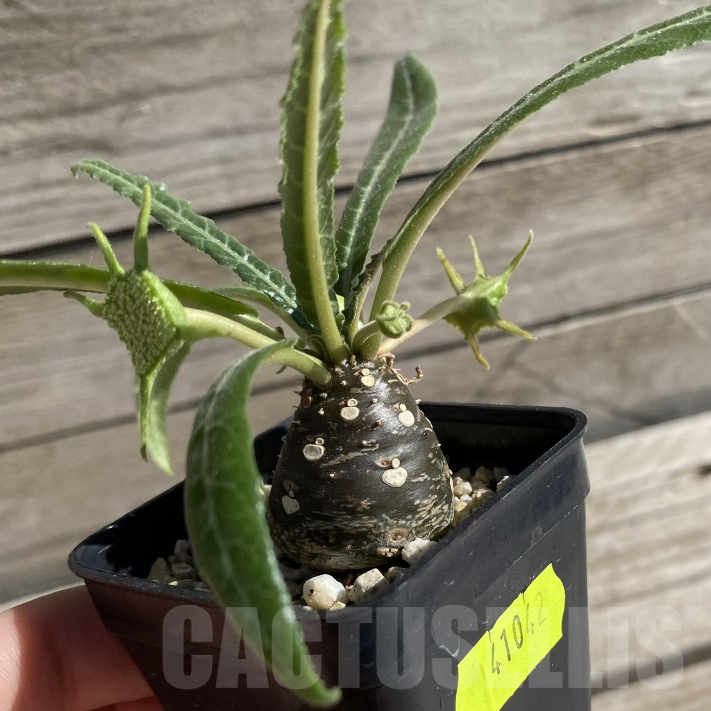 SH7531 Dorstenia lancifolia - Image 2