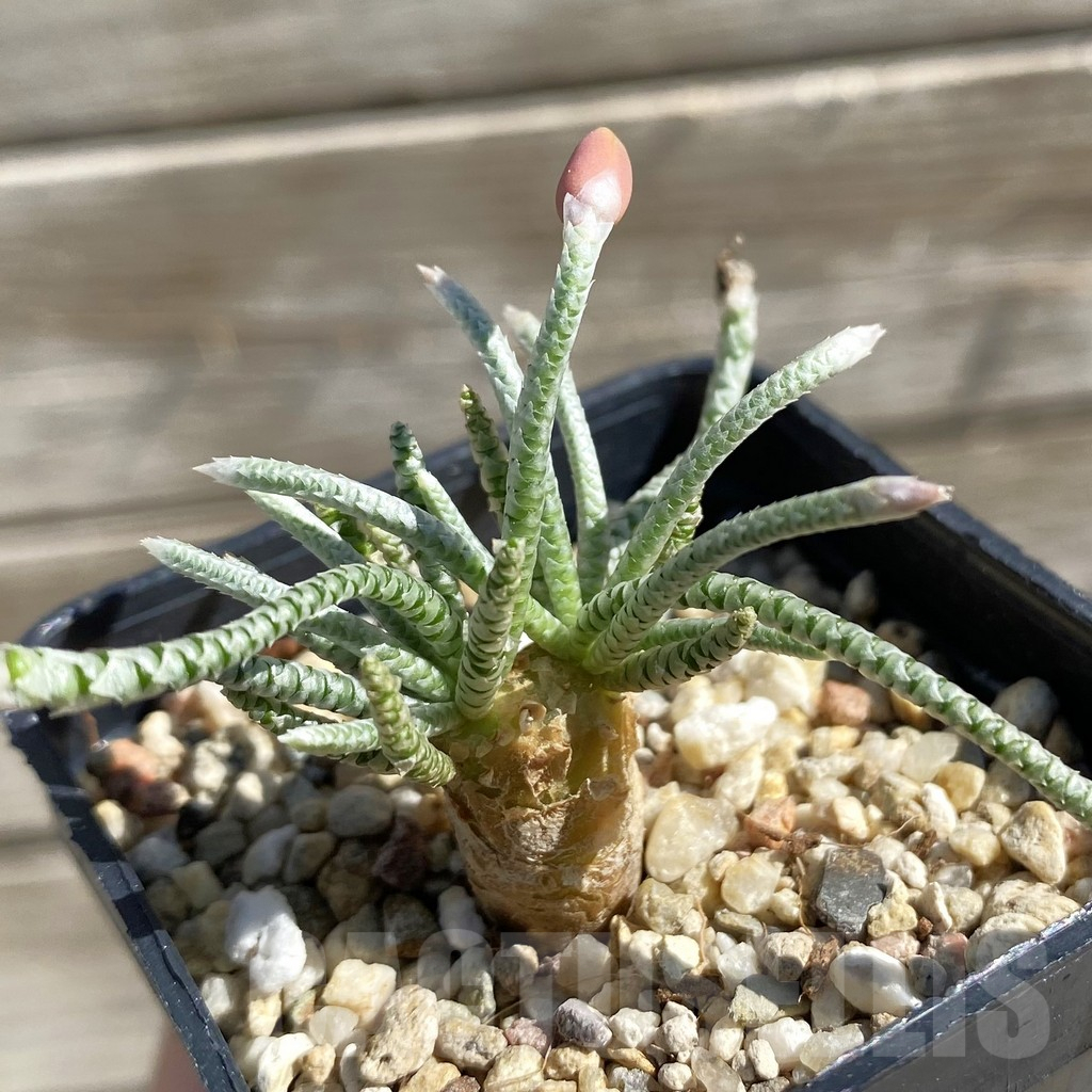 SH7535 Avonia quinaria