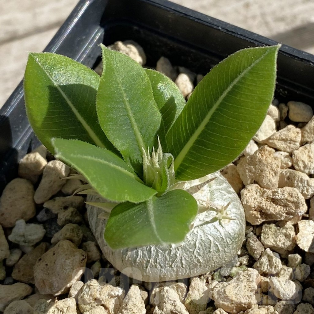 SH7539 Pachypodium brevicaule