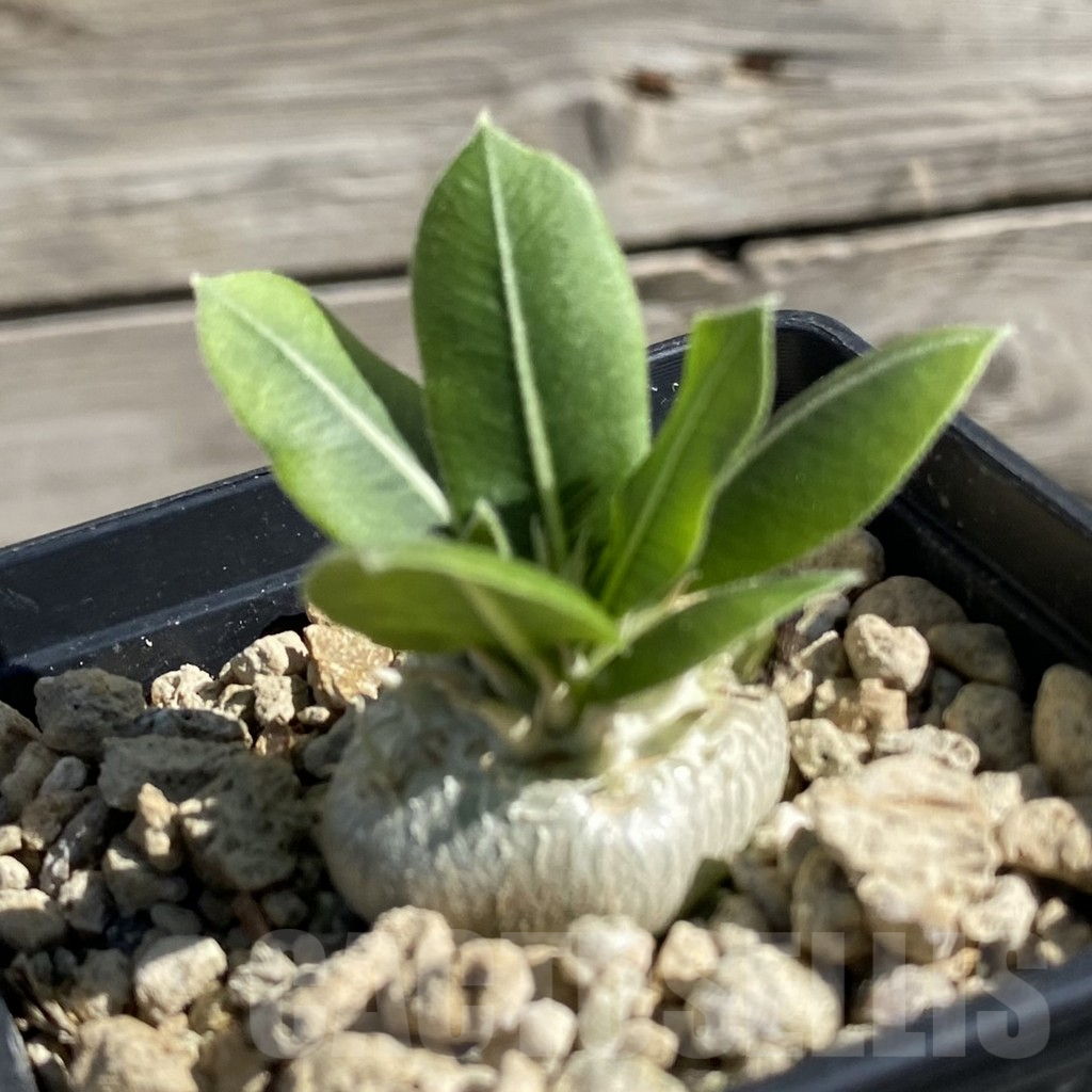 SH7539 Pachypodium brevicaule - Image 2
