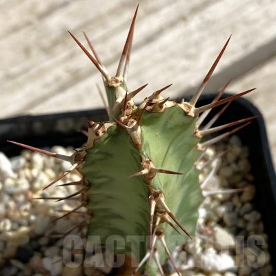 SH7542 Euphorbia griseola v. zambiensis PV2933