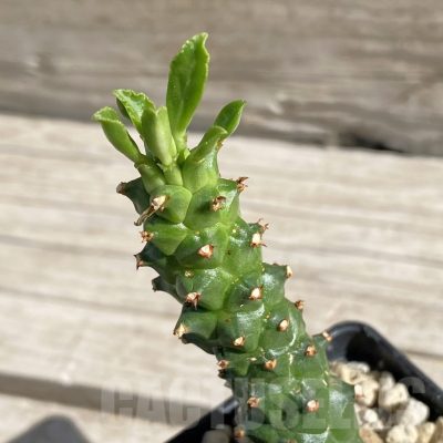SH7549 Monadenium guentheri
