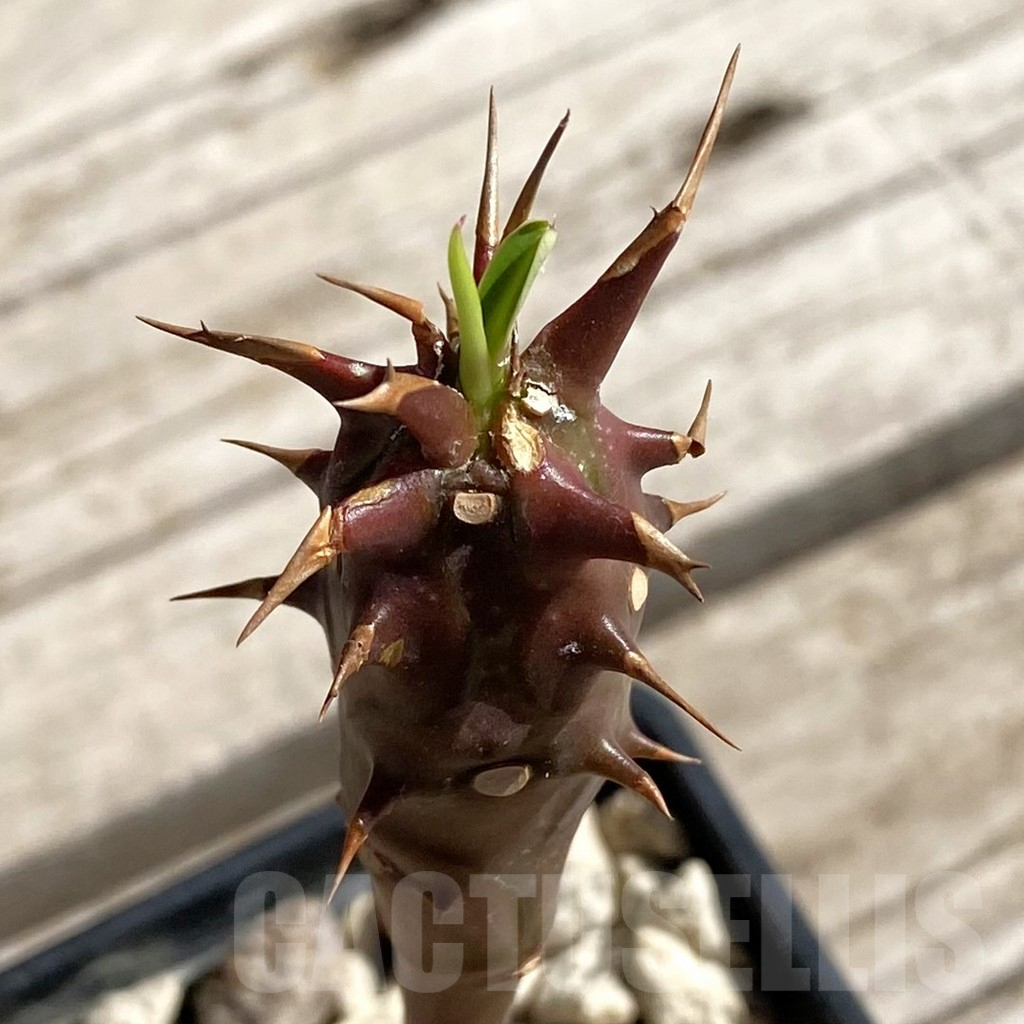 SH7550 Euphorbia vilanandensis