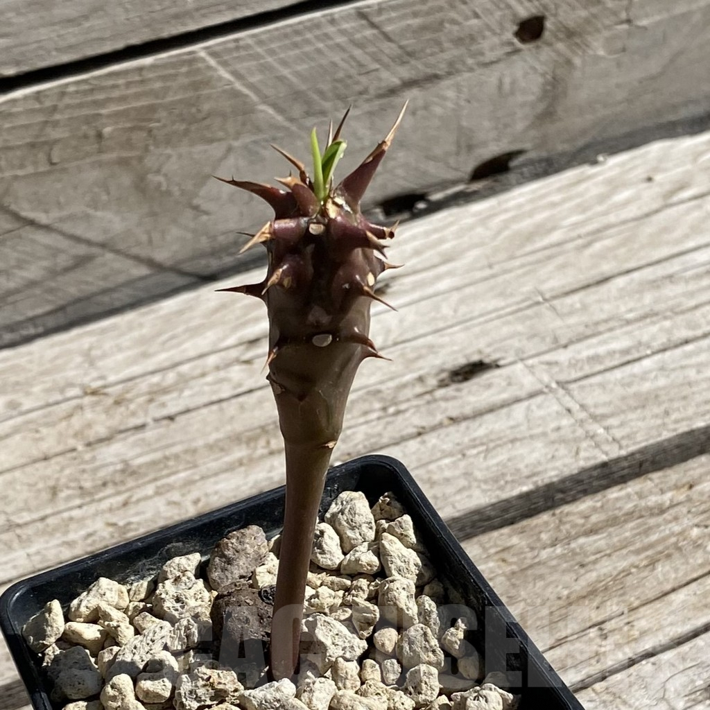 SH7550 Euphorbia vilanandensis - Image 2